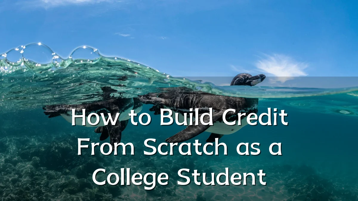 How to Build Credit From Scratch as a College Student